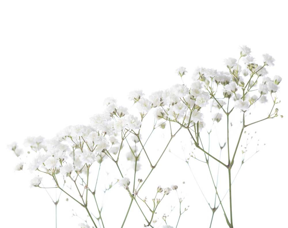 Gypsophila Xlence 40 Gr