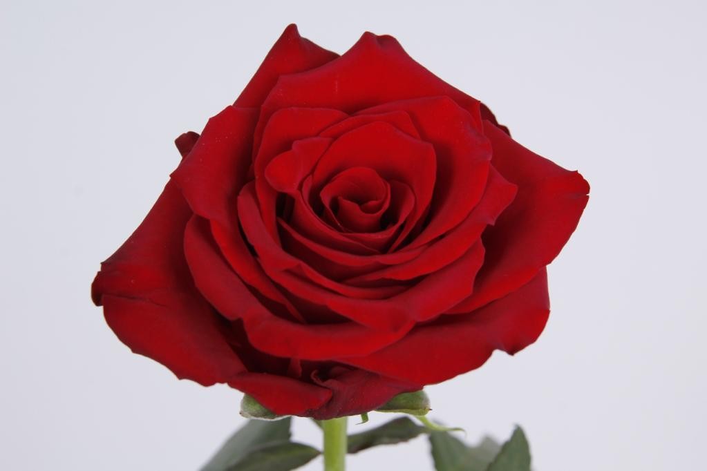 Rose Freedom 60cm