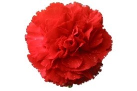 Carnation Fancy Red 65cm