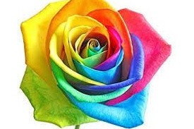 Rose Rainbow 50cm