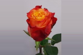 Rose Atomic 60cm