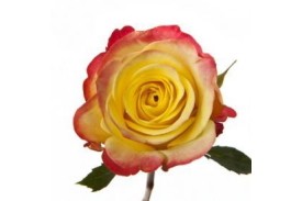 Rose Aubade 40cm