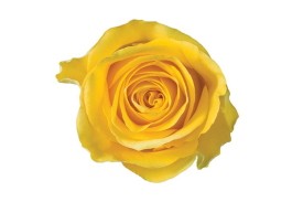 Rose Brighton 40cm
