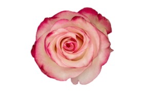 Rose Paloma 40cm