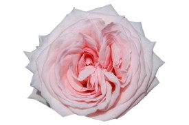 Rose Pink Ohara 40cm
