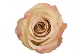 Rose Quicksand 50cm