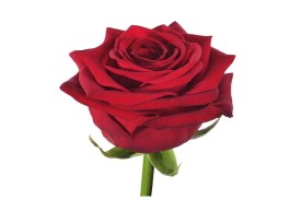 Rose Red Naomi 70cm