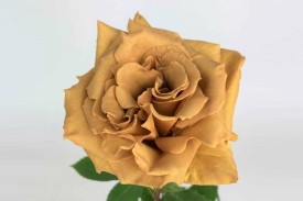 Rose Caramel Toffee 40cm