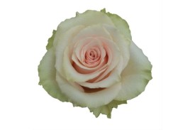 Rose Frutteto 60cm