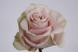 Rose Pink Mondial 60cm