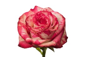 Rose Magic Time 60cm