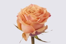 Rose Carpediem 50cm