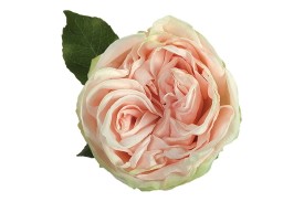Rose Garden Spirit 50cm