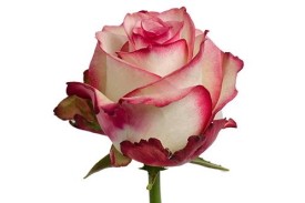 Rose Sweetness 60cm