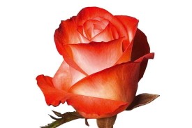 Rose Farfalla 40cm