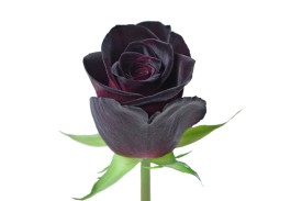 Rose Tinted Black 60cm