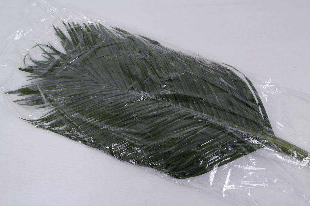 Phoenix Robellini 80cm Vacuum