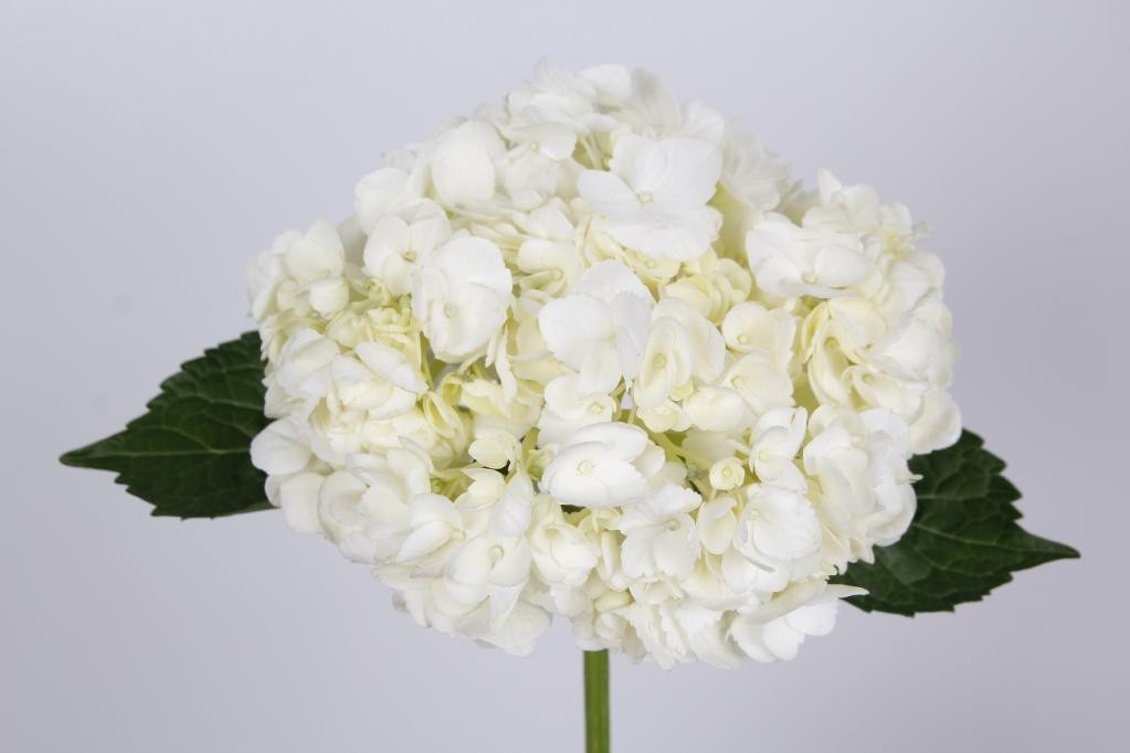 Hydrangea Premium White