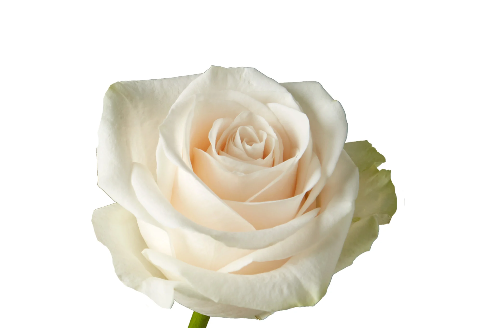Rose Vendela 40cm
