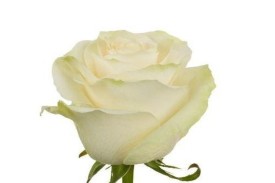 Rose Mondial 60cm