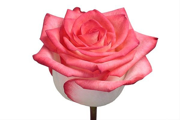 Rose Blush 50cm