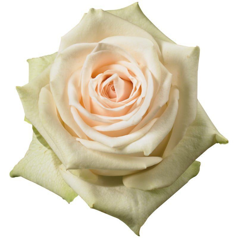 Rose La Perla 50cm