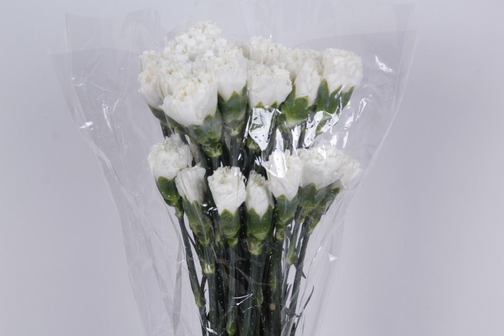 Carnation Select White 70cm