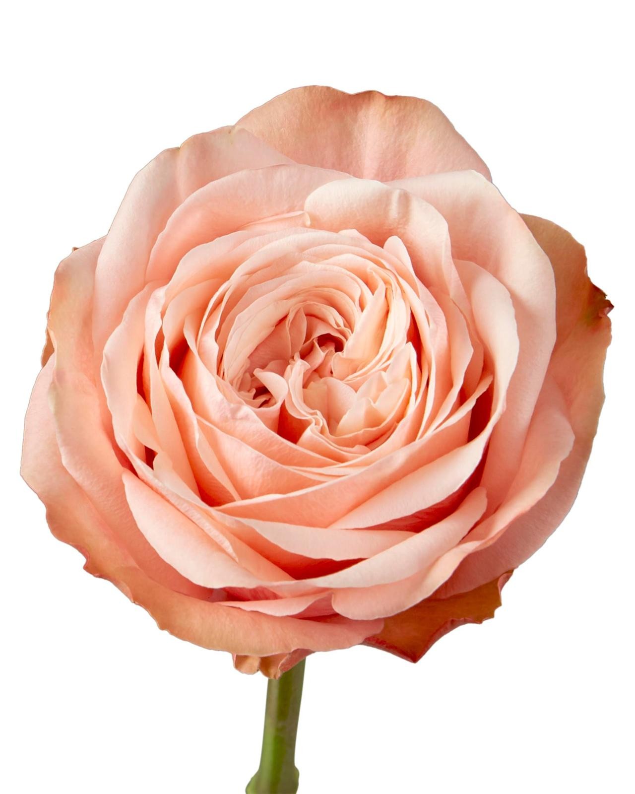 Rose Khala 50cm