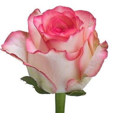 Rose Malibu 50cm