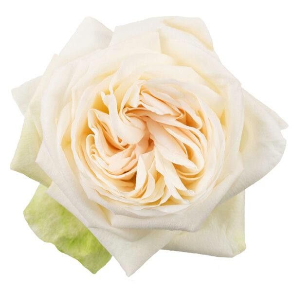 Rose O'hara White 60cm