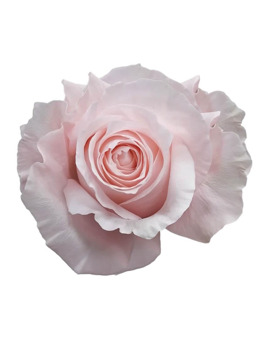 Rose Pomarosa 60cm