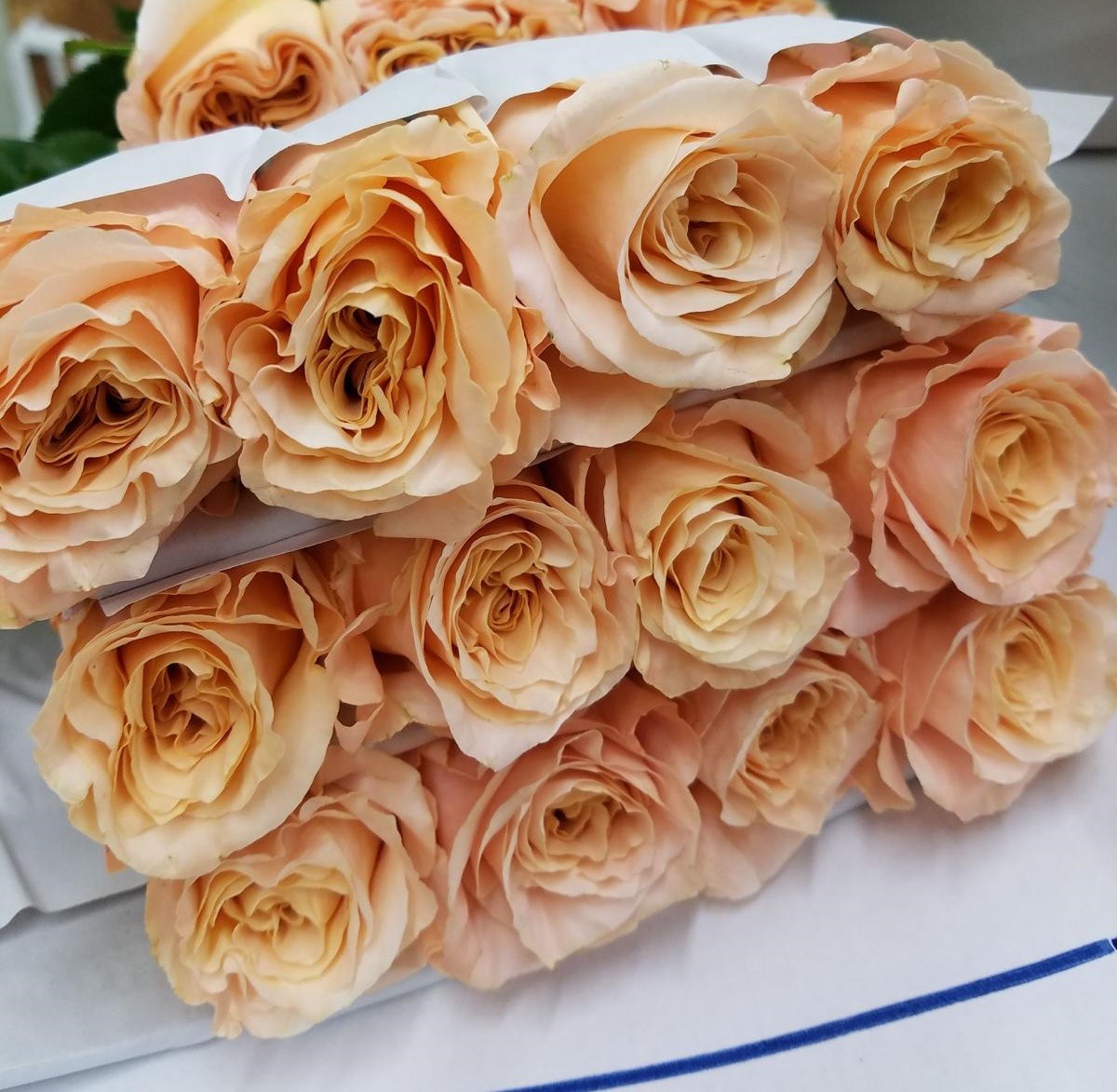 Rose Shimmer 60cm