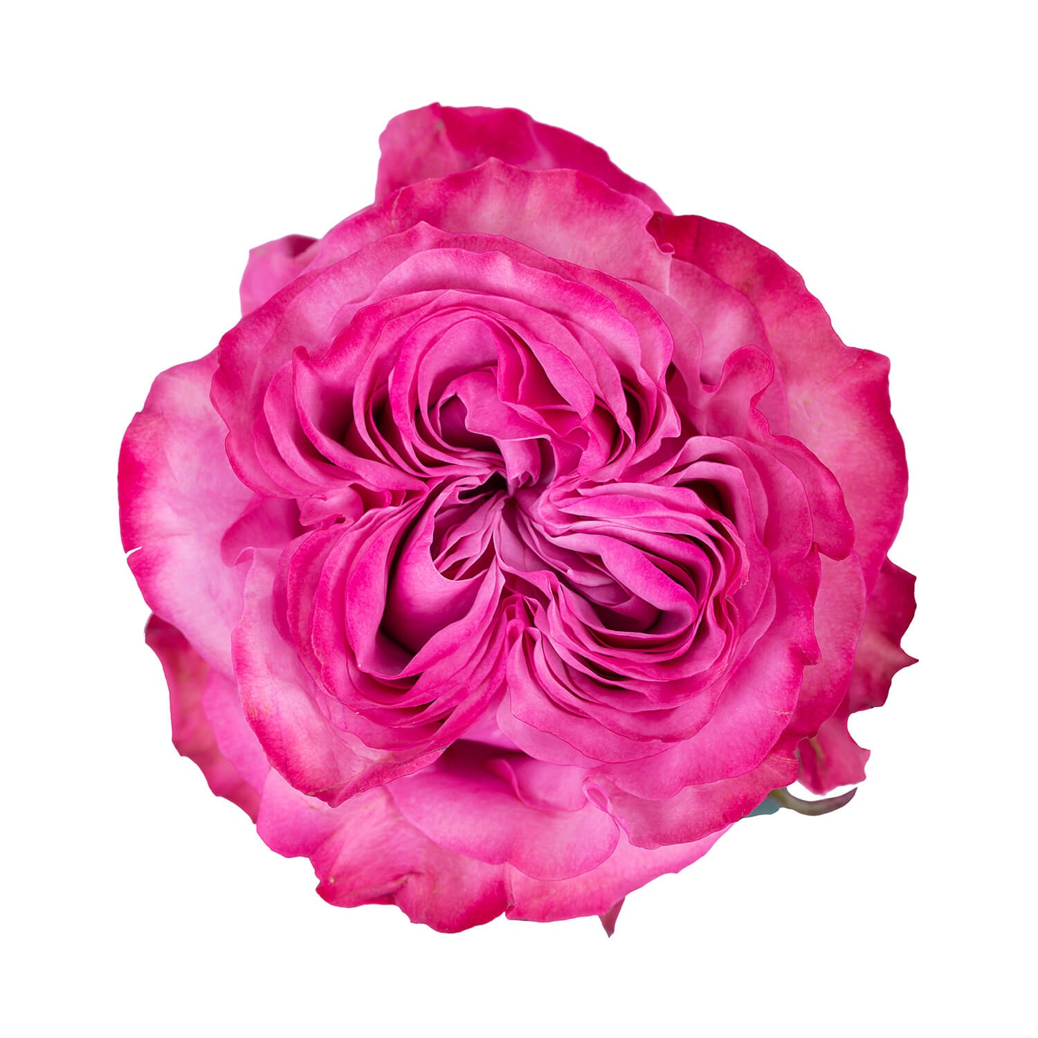 Rose Country Blues 60 cm