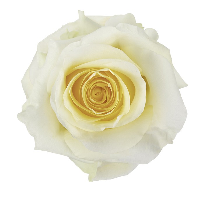 Rose Creme De La Creme 50 cm