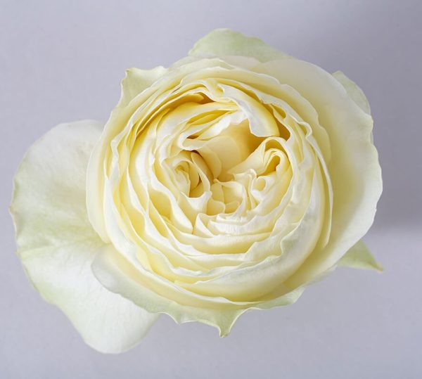 Rose Coldplay 50 cm