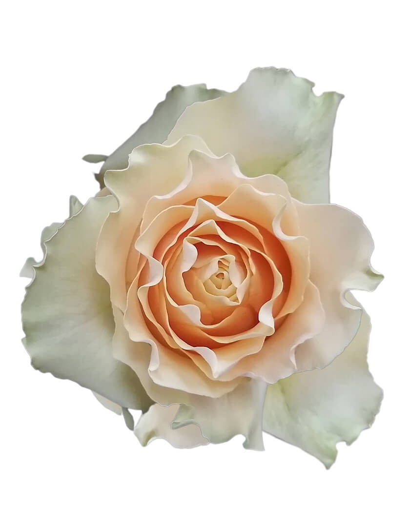 Rose Cream Carpediem 60 cm