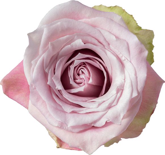 Rose Faith 50 cm