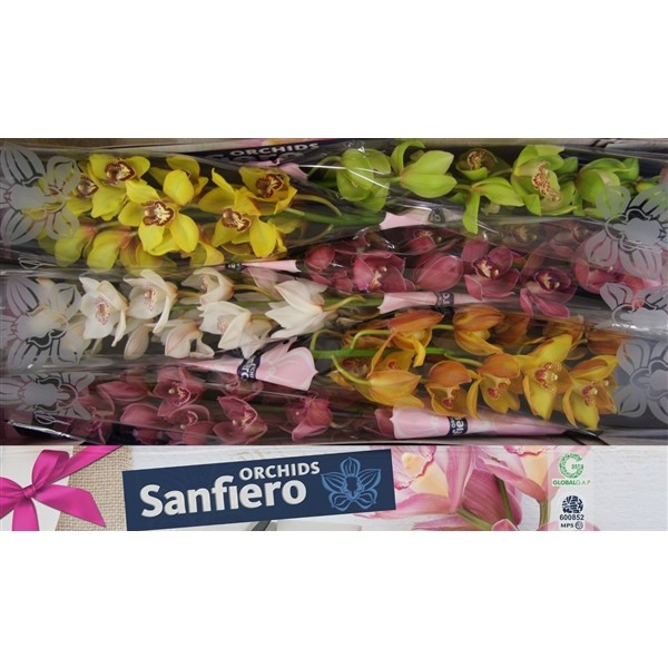 Cymbidium Mix X6 80cm