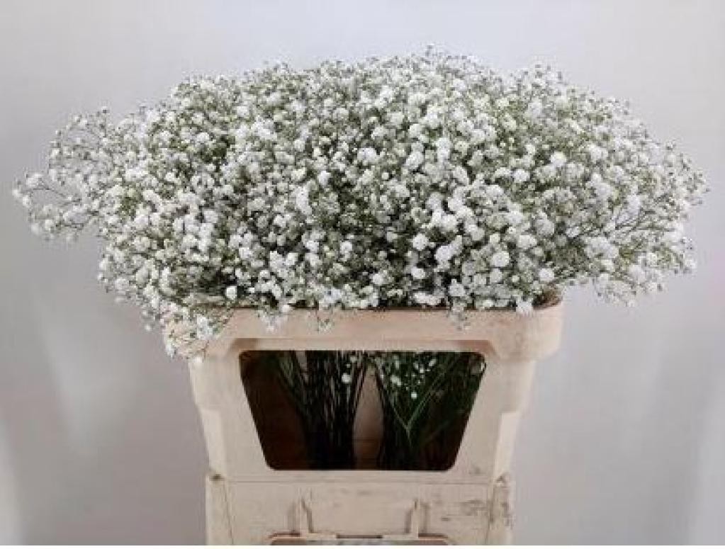 Gypsophila Xlence 30 Gr