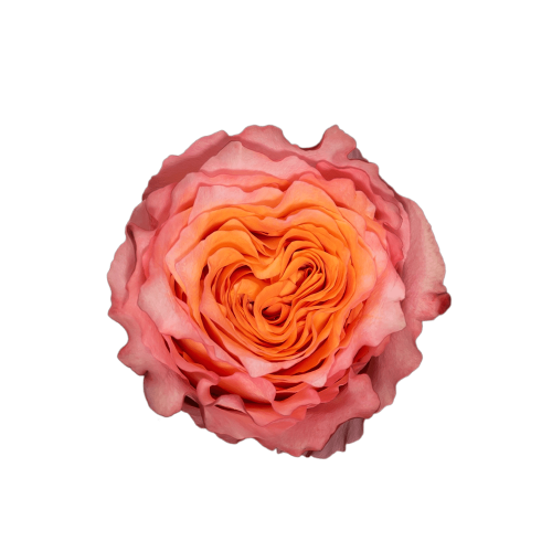ROSE FREE SPIRIT 50 CM