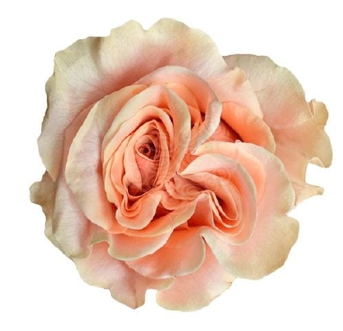 ROSE PHOENIX 60 CM