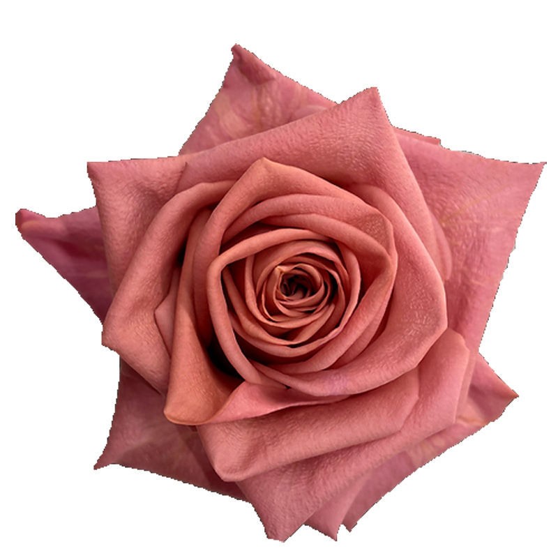 ROSE BARISTA 50 CM