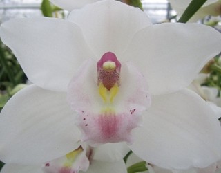 Cymbidium White X6 80cm