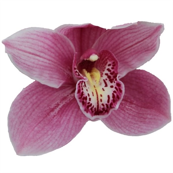 Cymbidium Pink X6 80cm