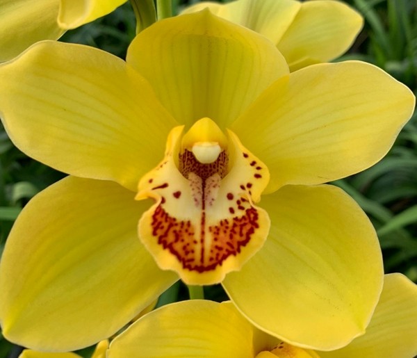 Cymbidium Yellow X6 80cm