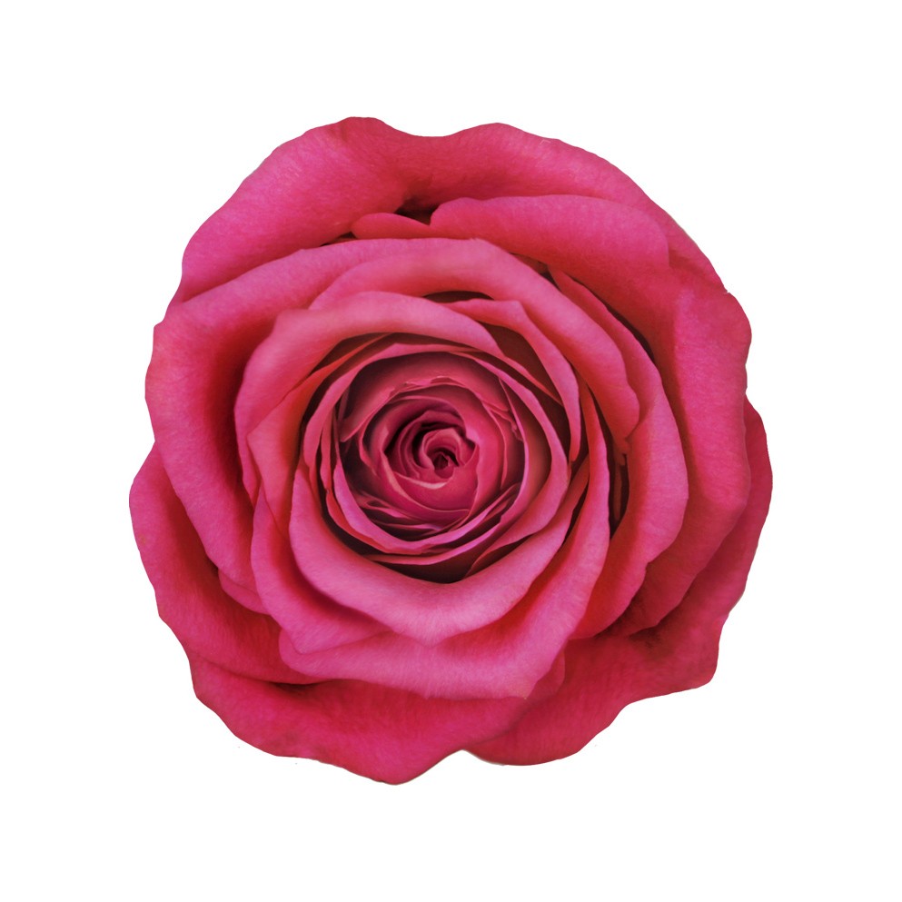 ROSE CHERRY OH 50 CM