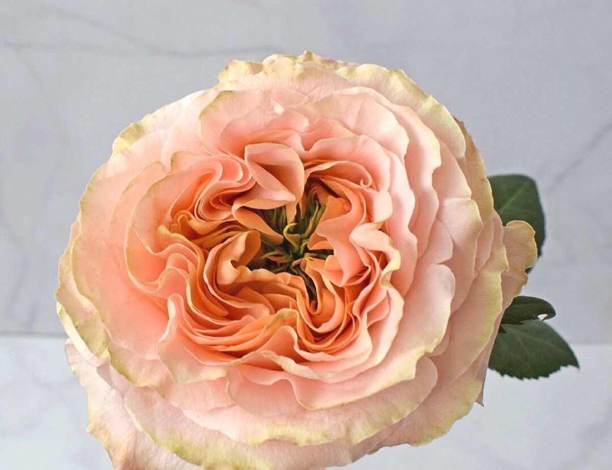 ROSE PRINCESS CROWN 50 CM