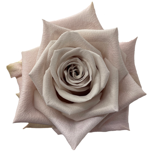 ROSE MENTA 50CM