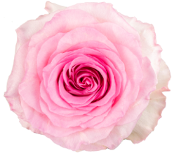 ROSE MANDALA 50 CM