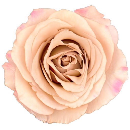 ROSE MOCACCINO 50 CM